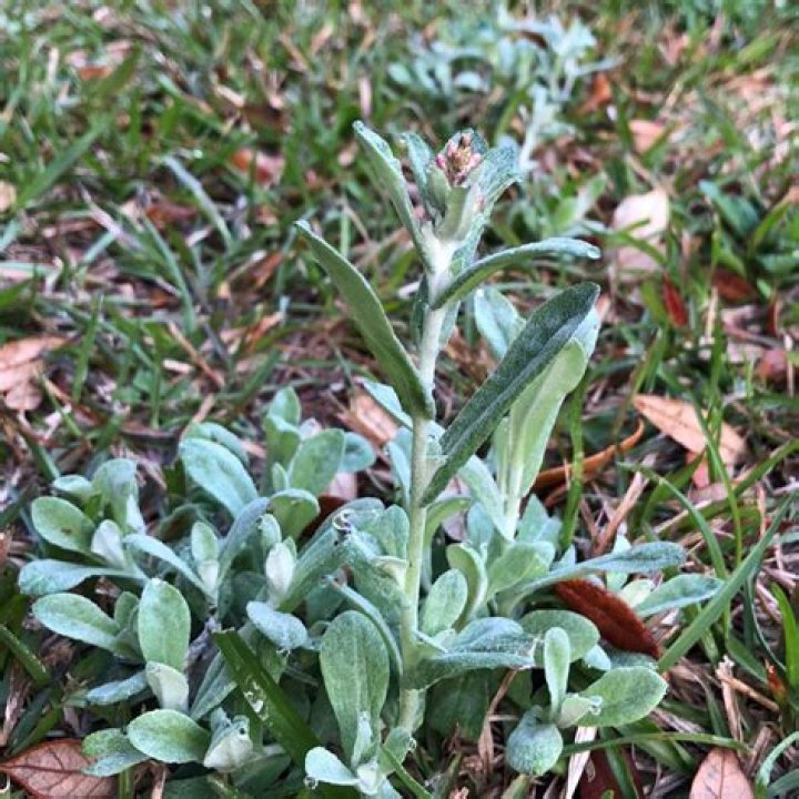 Are most weeds annual or perennial