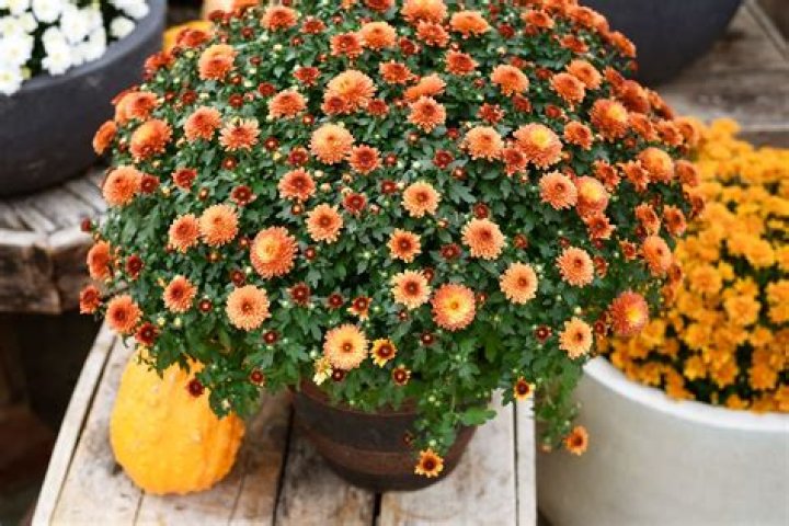 are mums perennials