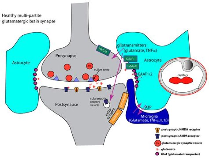 Are neuropeptides excitatory or inhibitory