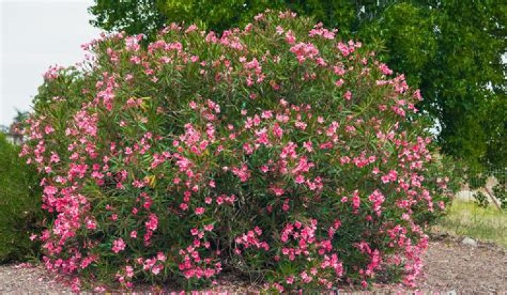 Are oleanders fragrant