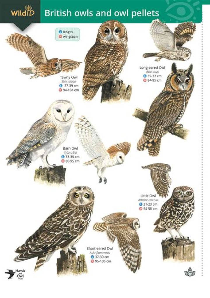 are owls raptors