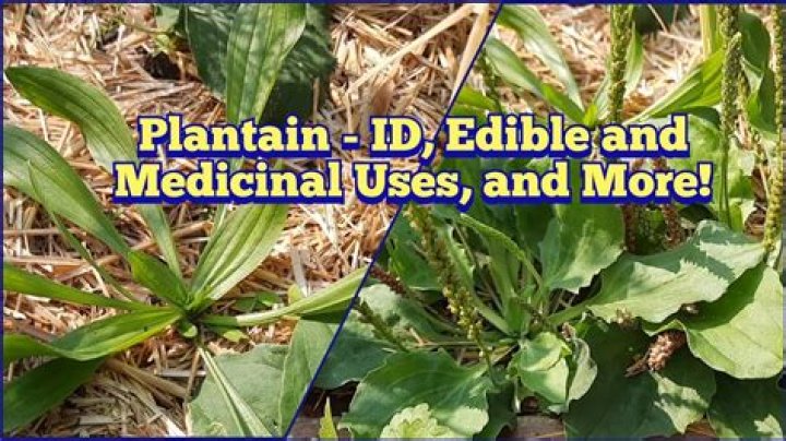 Are plantain leaves edible