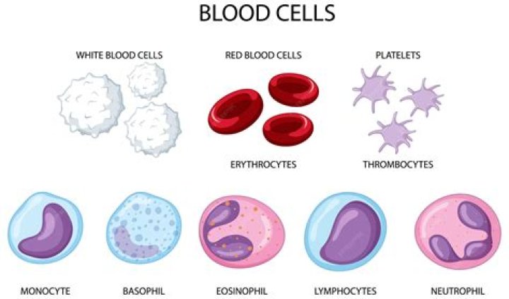 Are platelets and white blood cells the same
