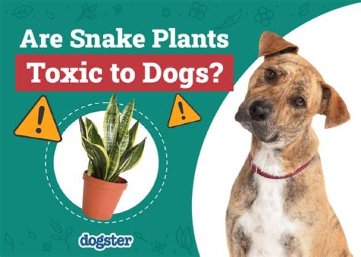 are prayer plants toxic to dogs