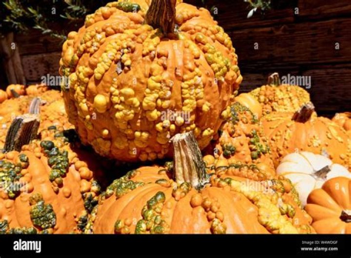 Are pumpkins with warts edible