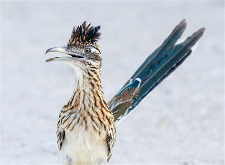 are roadrunners real
