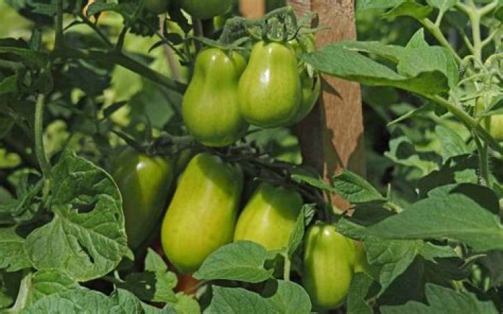 Are Roma tomatoes heirloom