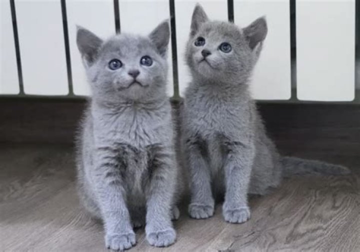 Are Russian blue cats Social