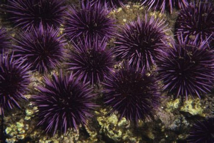 are sea urchins poisonous