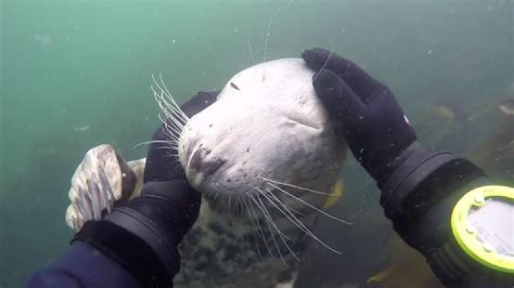 Are seals friendly to divers?