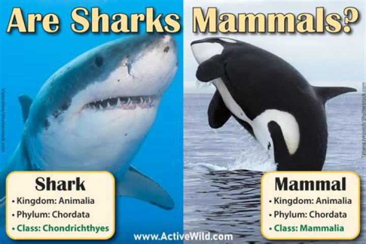 are sharks mammals