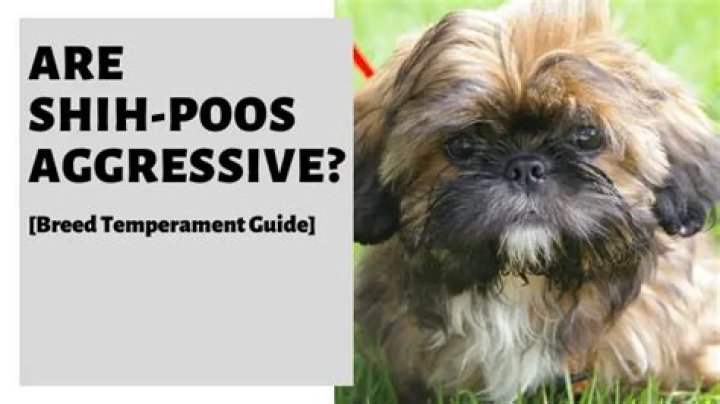 Are Shih Poos aggressive?