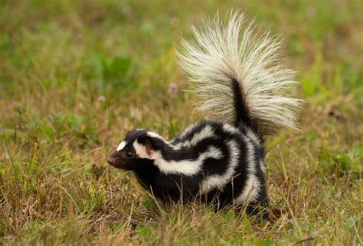 Are skunks mean?