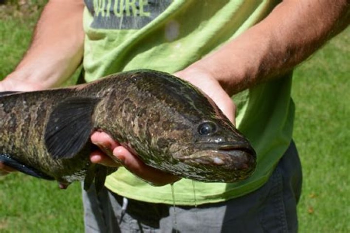are snakehead fish good to eat