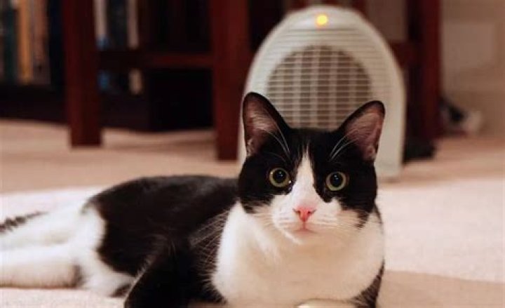 Are space heaters safe for cats