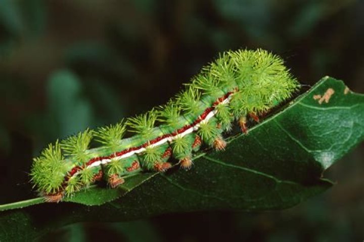 Are spiny caterpillars poisonous