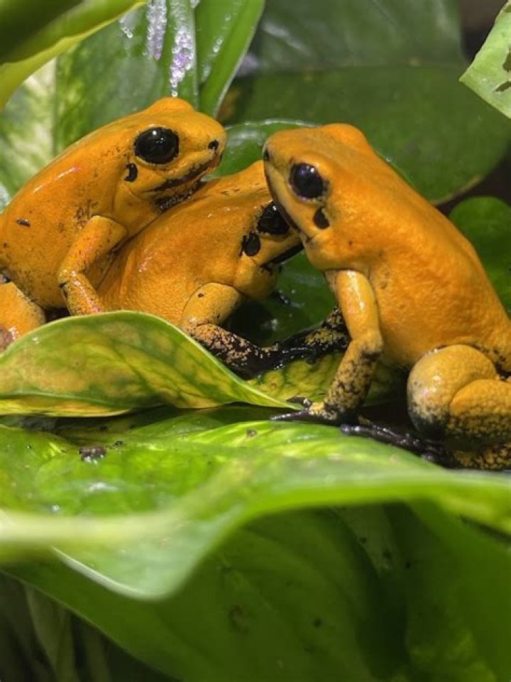 are spring peeper frogs poisonous