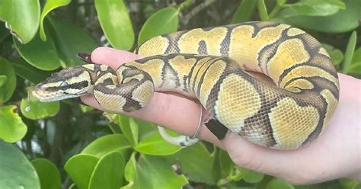 Are Stimson Pythons good pets?