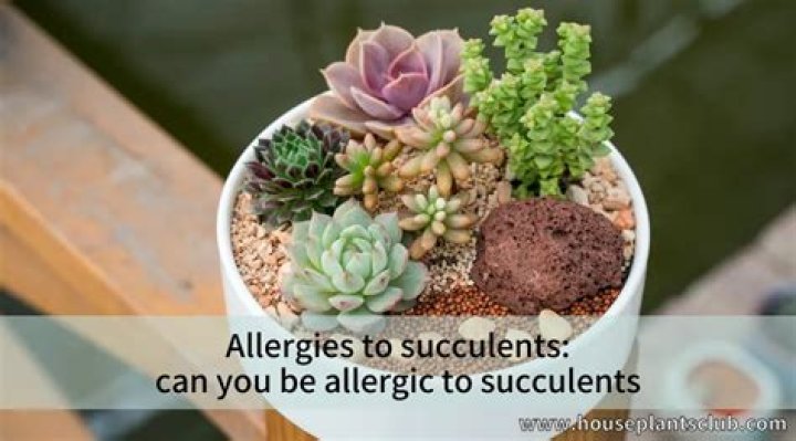 Are Succulents bad for allergies