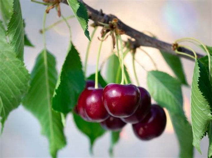 Are the cherries on my tree edible