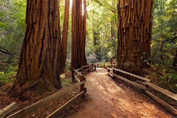 Are there any redwoods near Los Angeles?
