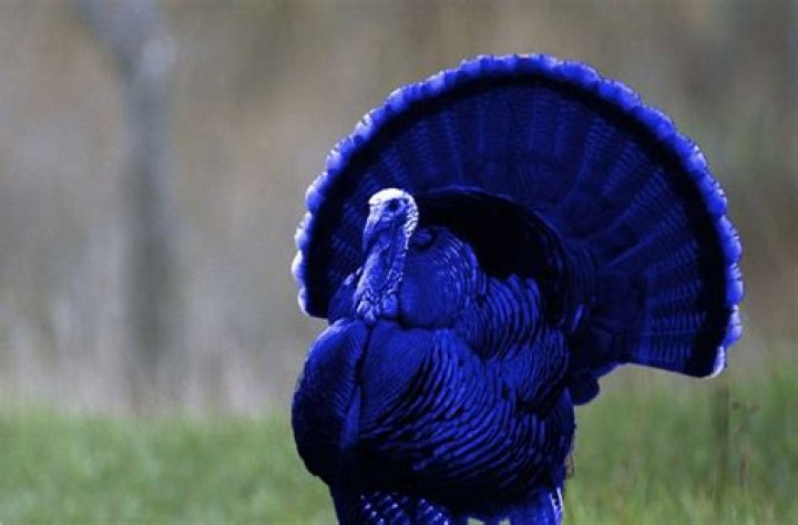 Are there blue turkeys