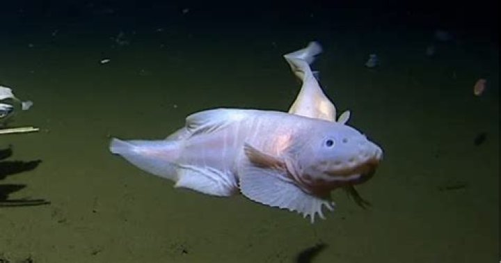 Are there gold fish in the ocean?