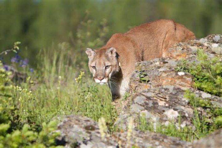 Are there mountain lions in the Rocky Mountains