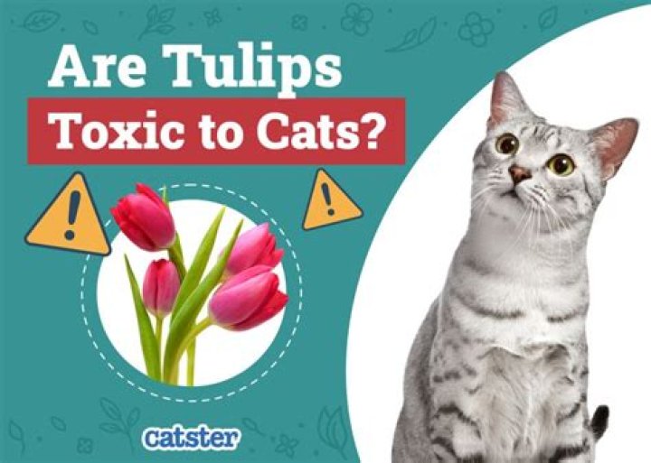 are tulips toxic to cats