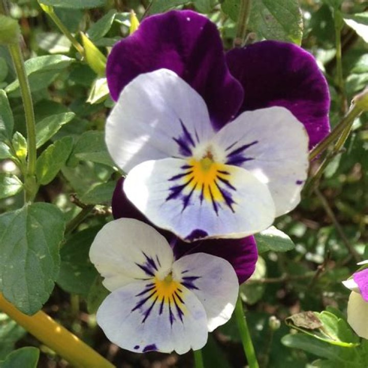 are violas edible