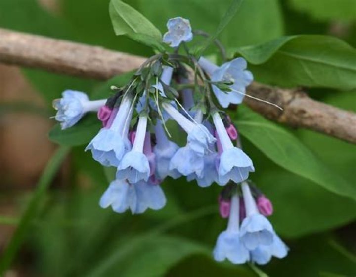 Are Virginia bluebells deer resistant