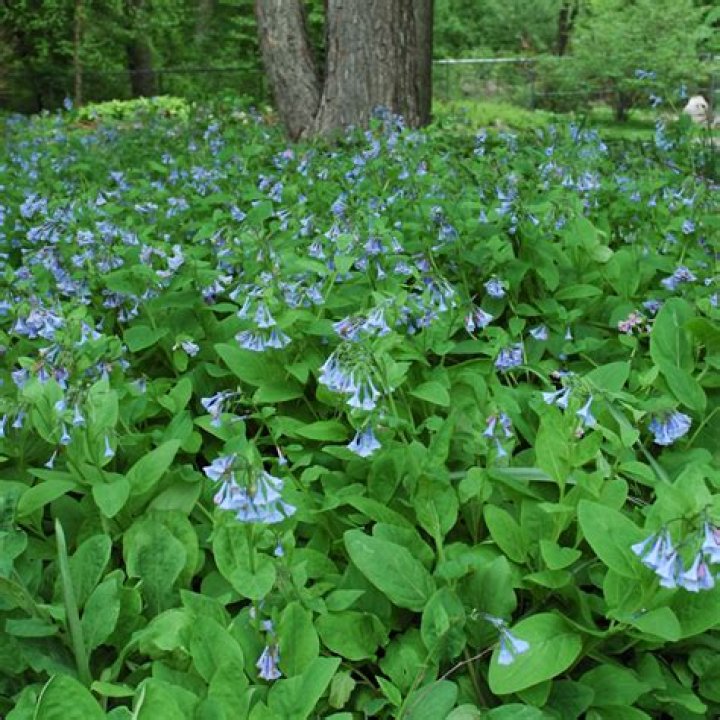 Are Virginia bluebells perennials