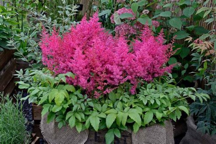 astilbe in pots