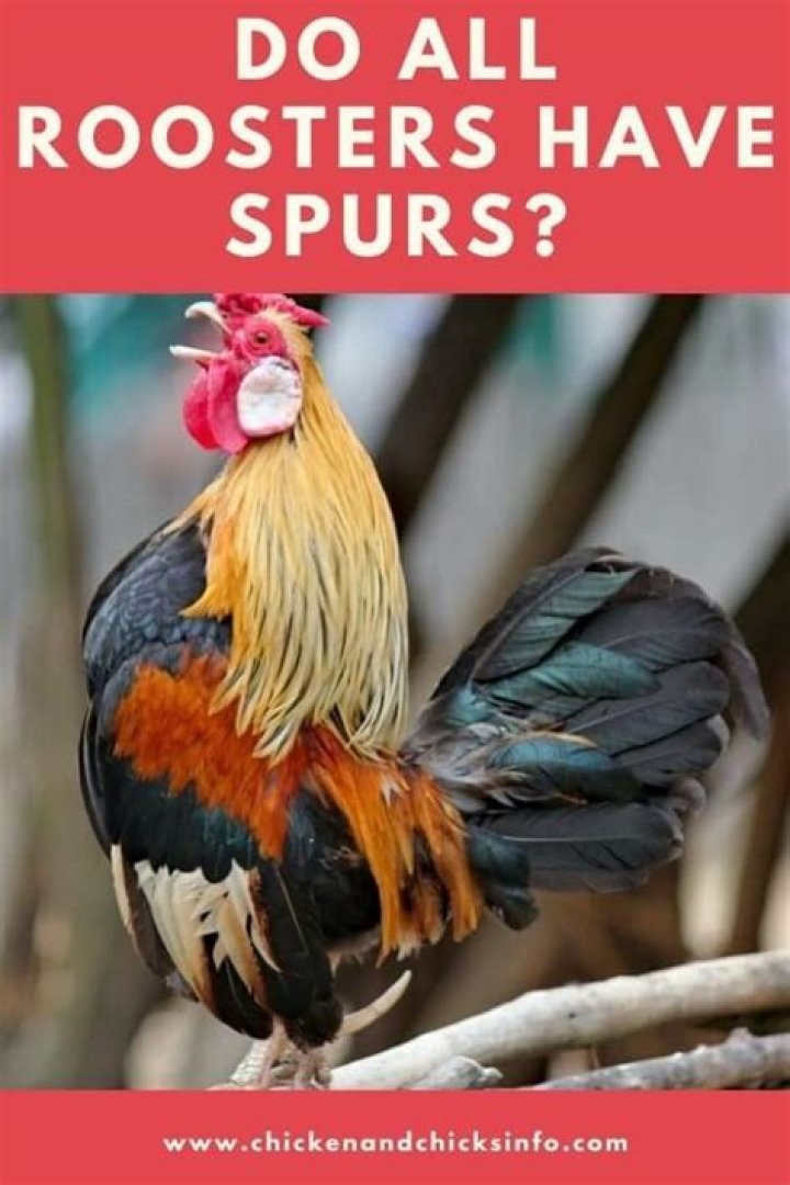 At what age do Roosters get Spurs?