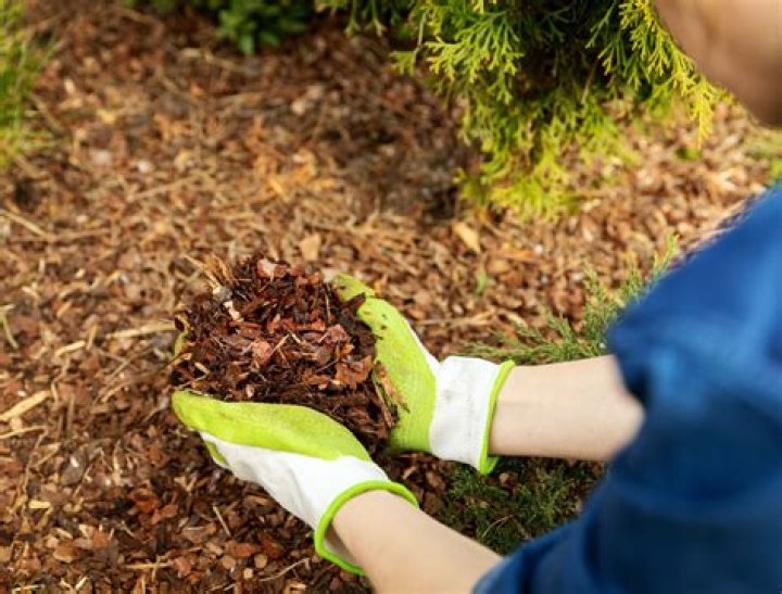 At what depth should mulch be maintained
