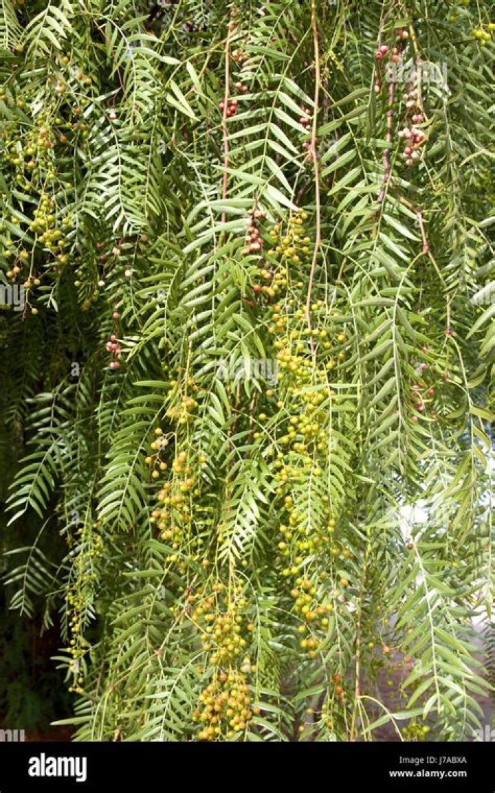 australian native peppercorn tree
