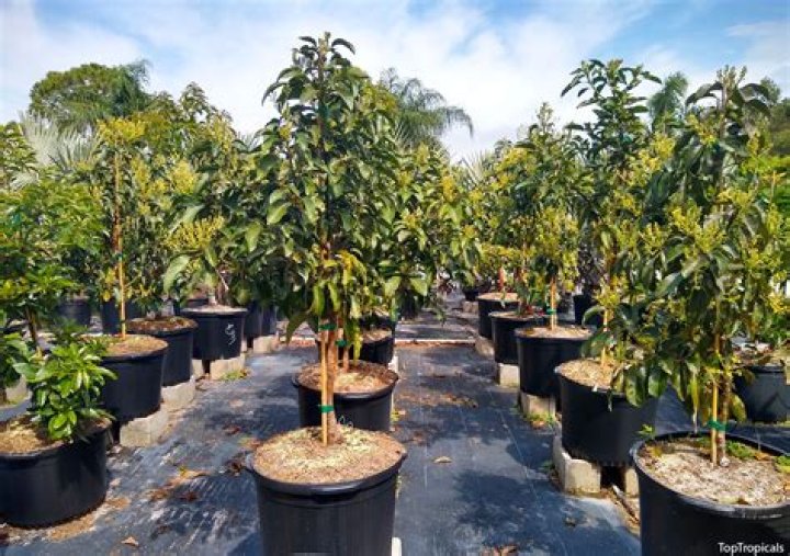 avocado trees for sale in texas