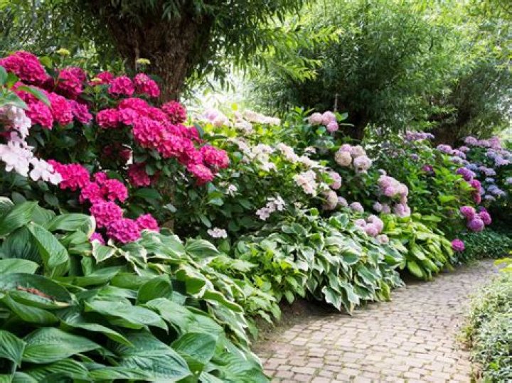 azaleas and hydrangeas