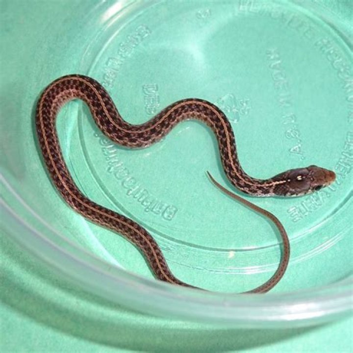 baby garter snake