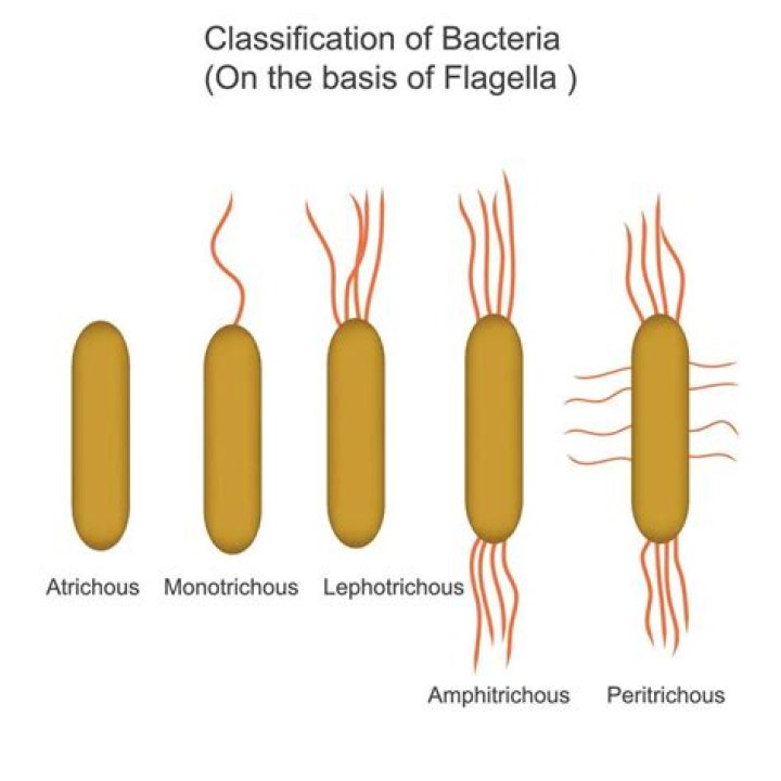 bacteria with single flagella on both sides