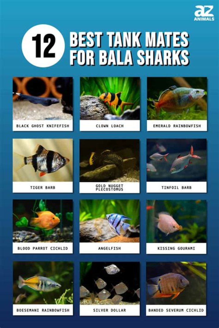 bala shark tank mates