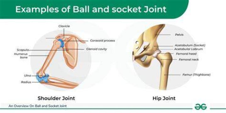 ball and socket joint example