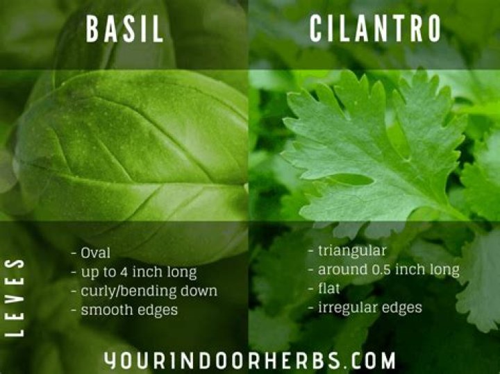 basil vs cilantro
