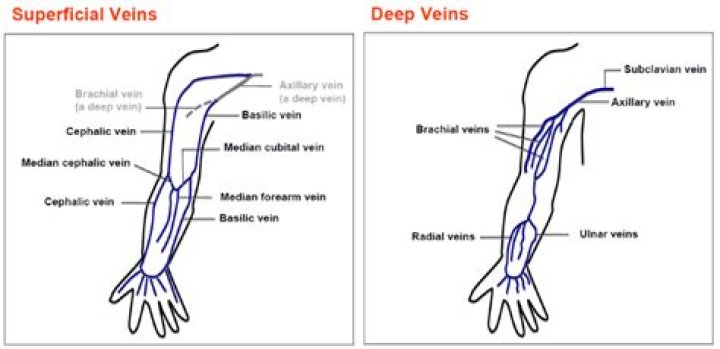 basilic vein superficial or deep