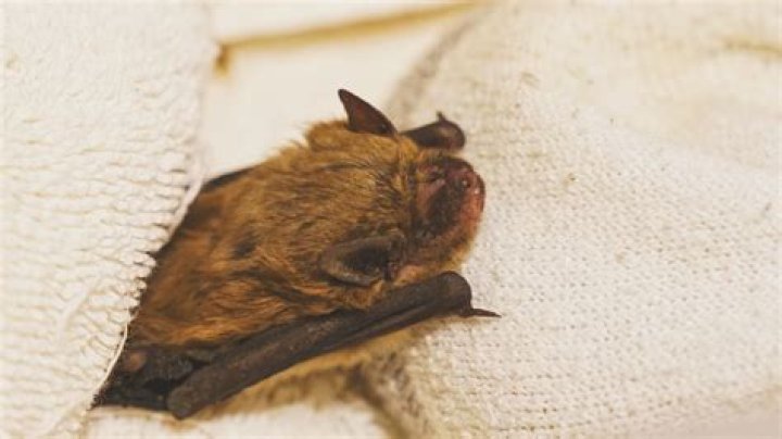 bat in basement
