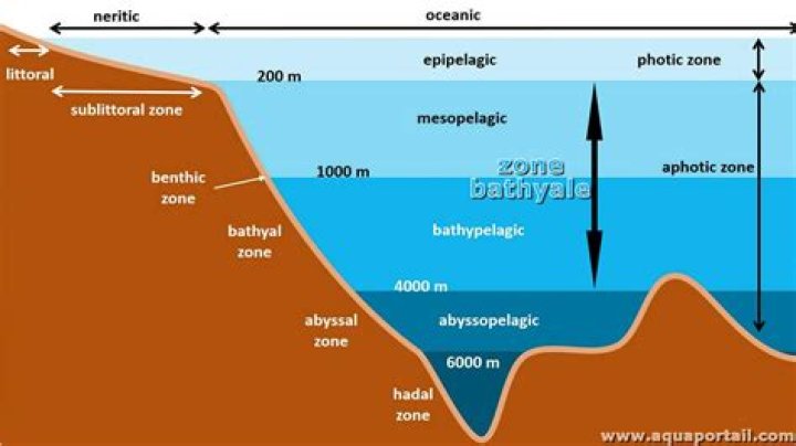 bathyal zone animals