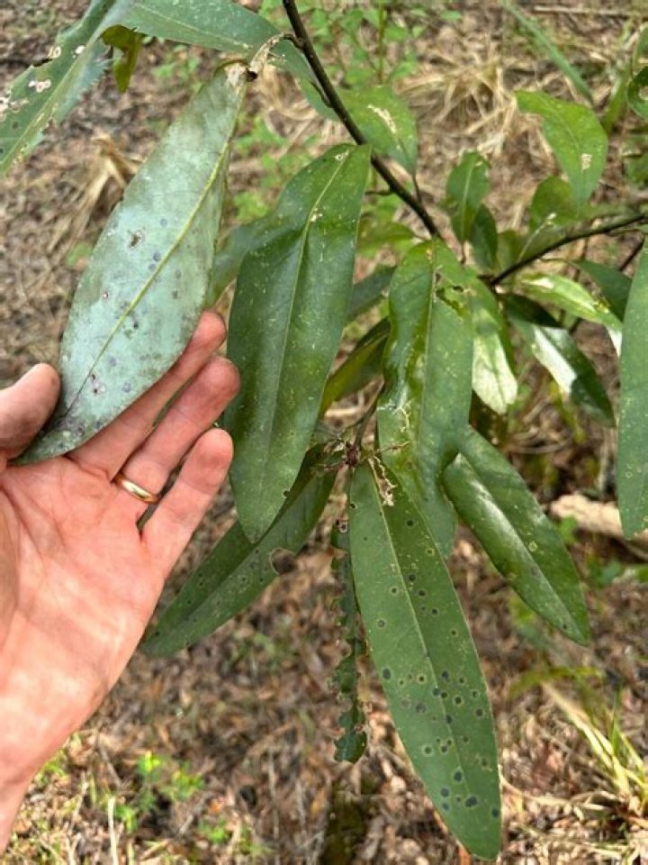 bay leaf edible