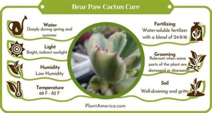 bearpaw cactus