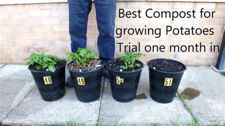 best compost for potatoes