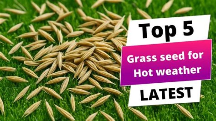 best grass for hot weather